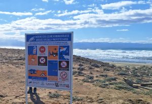 Akdeniz Özel Çevre Koruma Bölgesi’nde deniz kaplumbağalarını korumak için levhalar dikildi