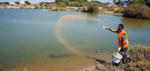 Gazimağusa Belediyesi sivrisineklere yönelik biyolojik mücadelesini sürdürüyor