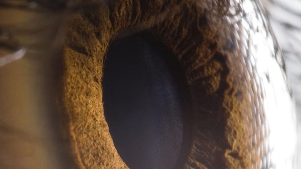 Bilim insanları görmeyi geri getiren ilaç geliştirdi