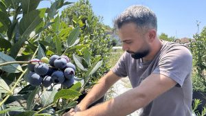 KKTC’deki öğrencilik yıllarında tadından etkilendiği yaban mersininin Zonguldak’ta üreticisi oldu