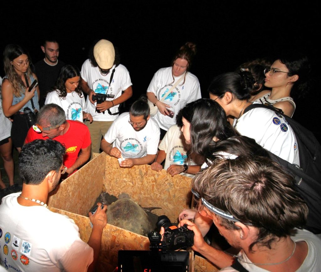 Caretta Caretta kaplumbağalarına uydu vericisi takıldı