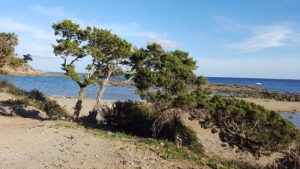 Karpaz Koruma Derneği Başkanı Çebi: “Karpaz Milli Parkı ava kapatılmalıdır”