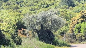 Her Daim Dostlar Grubu’ndan “Barışın ve Bereketin Sembolü: Dünya Zeytin Ağacı Günü Etkinliği”