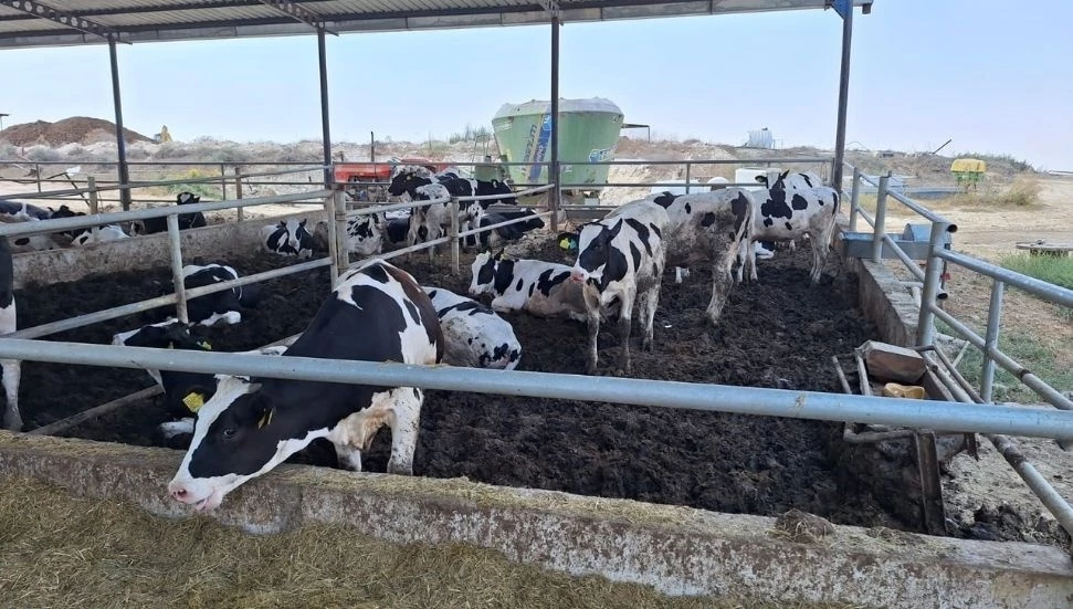 Şap hastalığıyla mücadelede 7 bin 700 büyükbaş hayvan aşılandı