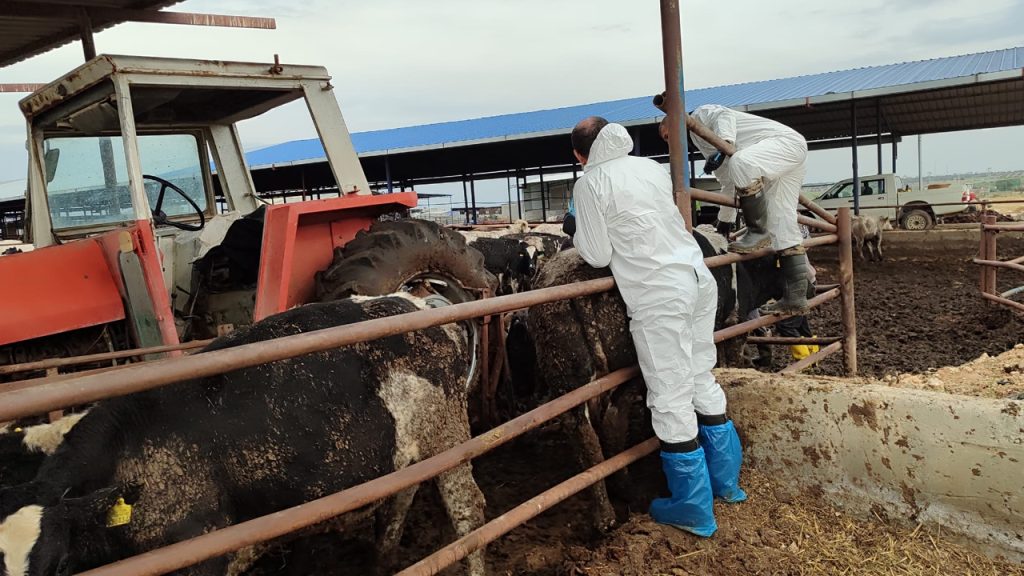 Veteriner Dairesi: “Şap hastalığı ile mücadele kapsamında 6 günde 35 bin 702 hayvan aşılandı”
