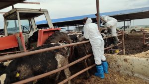 Veteriner Dairesi: “Şap hastalığı ile mücadele kapsamında 6 günde 35 bin 702 hayvan aşılandı”