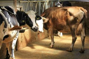 “Güvenli gıda sağlıklı hayvanla başlar”