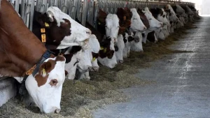 “Şap hastalığı ciddi bir tehdit oluşturuyor”