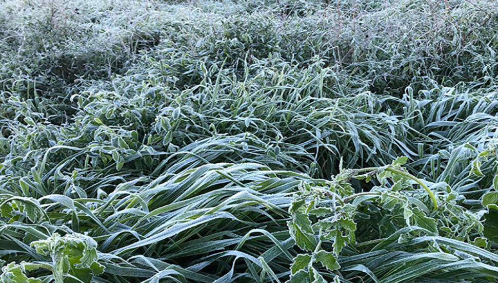 Yarın ve cuma don bekleniyor