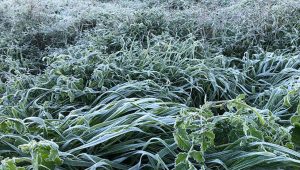 Bugün ve yarın don bekleniyor