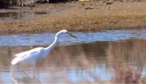 MAKAMER: Sulak alanlar iklim kriziyle mücadelede hayati önemde