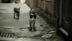 Altın Patiler Derneği: Karaoğlanoğlu’nda birçok kedi zehirlendi!