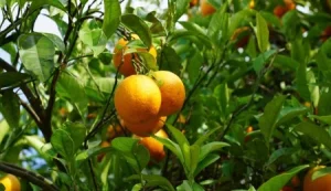 Narenciye İhracatçı Birlikleri: Grev nedeniyle bekletilen ürünler bozulmadan çözüm gerekiyor