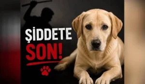 Sipahi’de köpeğin elektrik direğine asılarak öldürülmesiyle ilgili 1 kişi tutuklandı