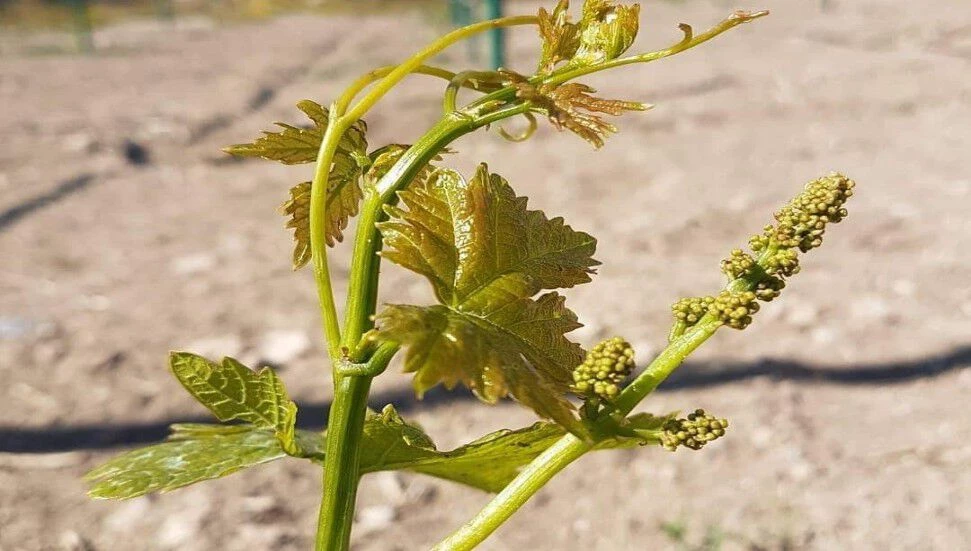 Tarım Bakanlığı’ndan uyarı