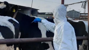 Rum hayvancıların şikayetleri gündemde | Güncel Kıbrıs