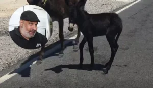 Karpaz’da eşek sıpasına araç çarptı: Bariyerli alan içerisinde güvende yaşamalarını istiyoruz