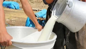 Çiğ süt alım fiyatlarına bugünden itibaren yüzde 12,17 artış yapılacak